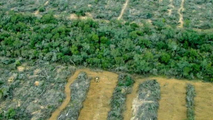 Más de 6.500 hectáreas fueron deforestadas durante la cuarentena