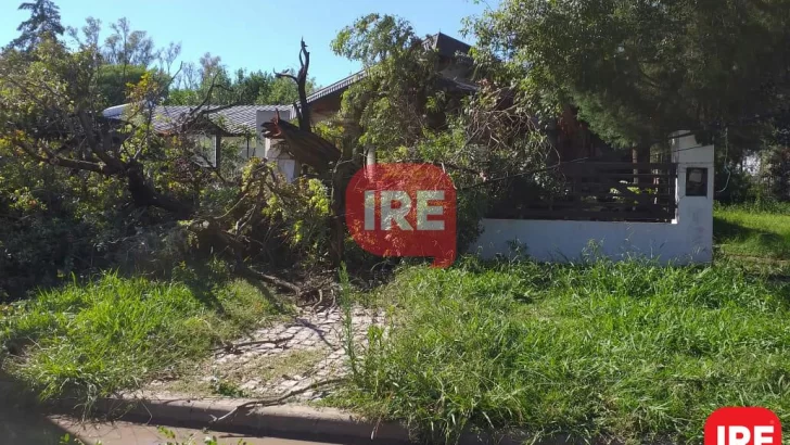 En medio del temporal un árbol cayó, tumbó otro y dañó a dos casas en Oliveros