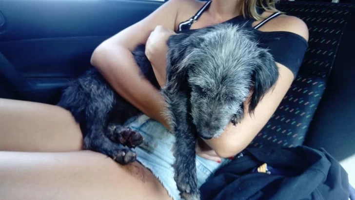 Buscan a un perrito rescatado de una mujer que lo arrastraba en moto