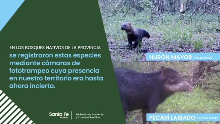 Encontraron dos especies animales nunca antes vistas en la provincia