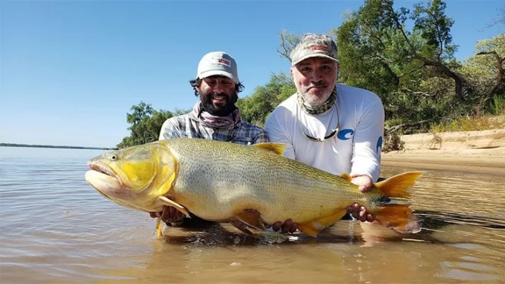 Impresionante: Pescadores atraparon un dorado de más de un metro en el Paraná