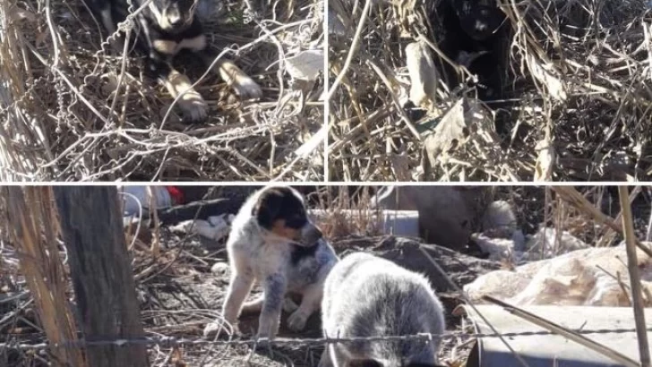 Exitosa jornada de esterilización a cargo de “Mascotas Oliveros”