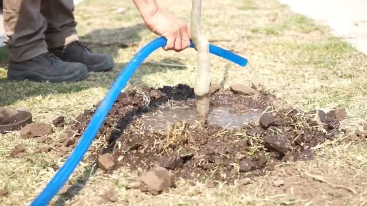 Timbúes más verde: El gobierno comunal avanza con su plan de forestación