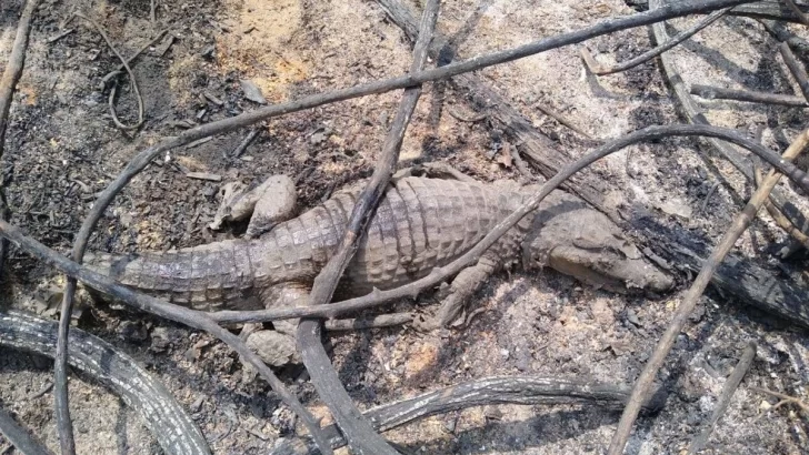 Los humedales sufrieron “un daño gravisimo” en la flora y fauna