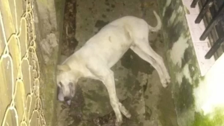 Otra vez: Apareció un perro envenenado en Maciel