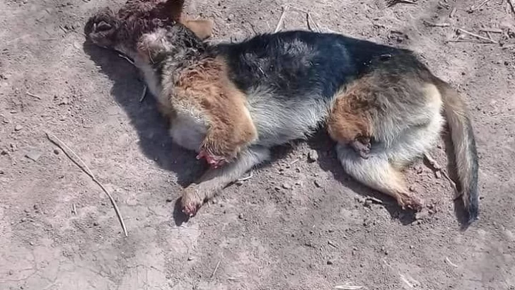 Maltrato animal: Mutilaron ferozmente a un perro en Monje