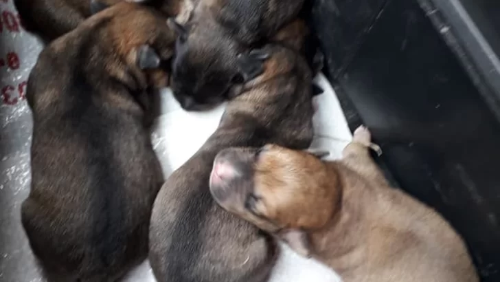 Abandonaron a perritos recién nacidos junto a su mamá