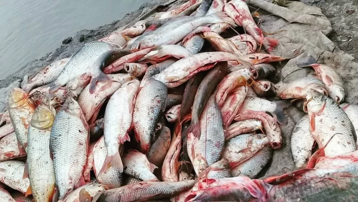 Veda pesquera: La provincia no habría cumplido con presentar un plan de preservación