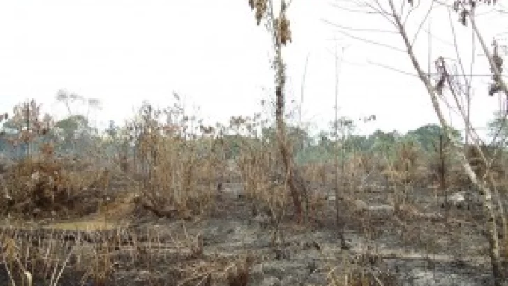 Incendio en el Frigorífico Maciel: bomberos de Barrancas extinguieron el fuego