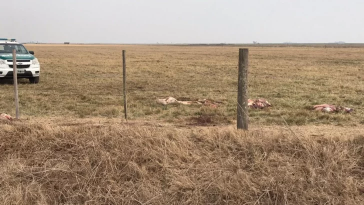 Mataron una vaca en un campo de Gaboto y sólo dejaron el mondongo