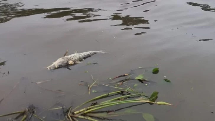 Advierten sobre una posible mortandad de peces en los rios