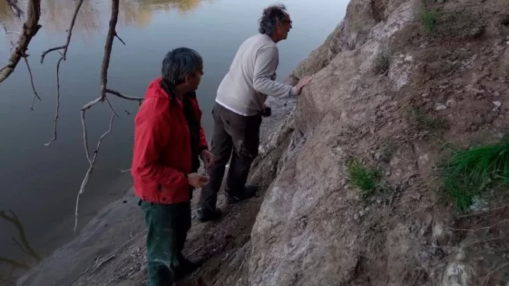 Encontraron restos óseos de otras especies en Andino y proyectan una investigación