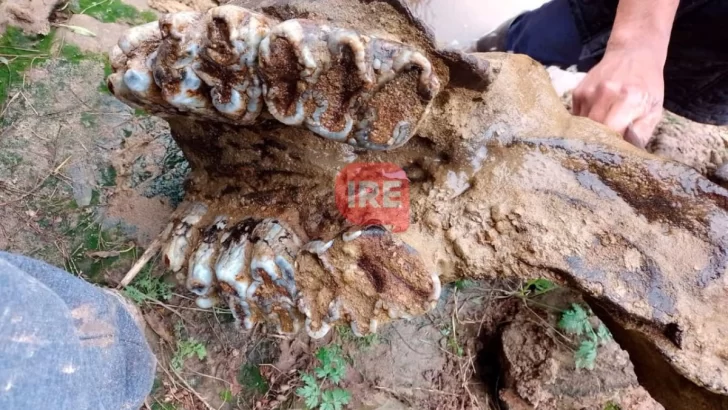 Vecinos de Andino detectaron huesos que serían de dinosaurio en el río Carcarañá