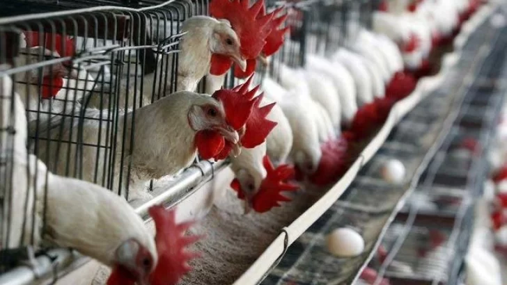 La Cámara Avícola acordó bajar la producción, cómo lo vive La Alborada