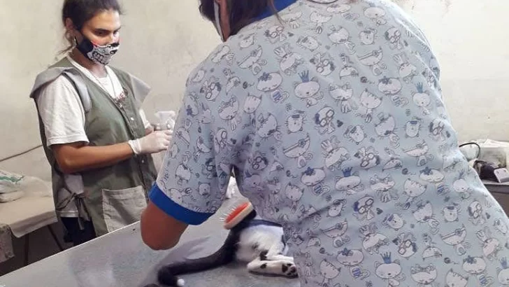 Salud Animal: Anunciaron una nueva jornada de esterilización en Barrancas