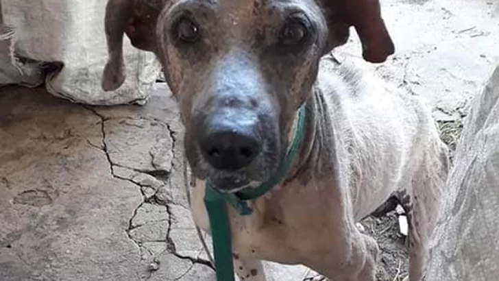 Buscan hogar para un perrito que fue rescatado en muy grave estado