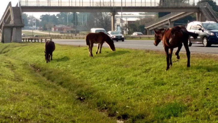 Dos caballos sueltos provocaron dos accidentes en Autopista