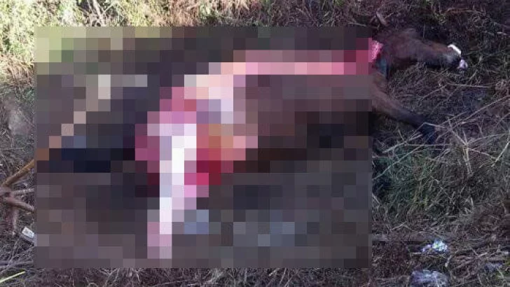 Conmoción por una yegua brutalmente lastimada en Puerto Gaboto