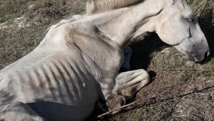 Un caballo terminal sorprendió a los vecinos y genero gran repudio