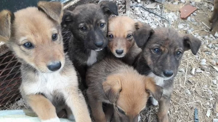 Buscan hogar para nueve cachorros abandonados