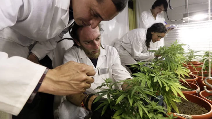 Diputados dio media sanción al uso de cannabis medicinal