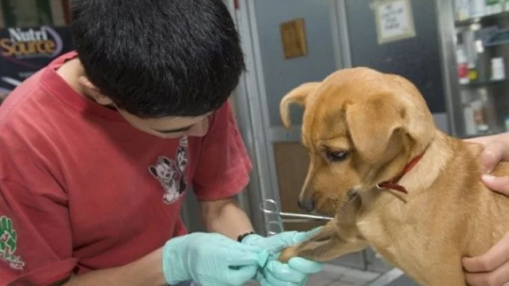 Monje: A diario se puede inscribir a animales para castración