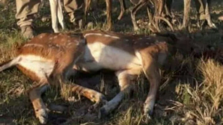 Jóvenes de Carrizales cazaron un ciervo y causó indignación entre los vecinos