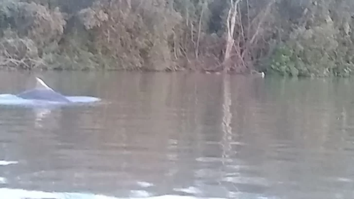 Sorpresa en el Paraná: Filmaron a un delfín nadando en el delta