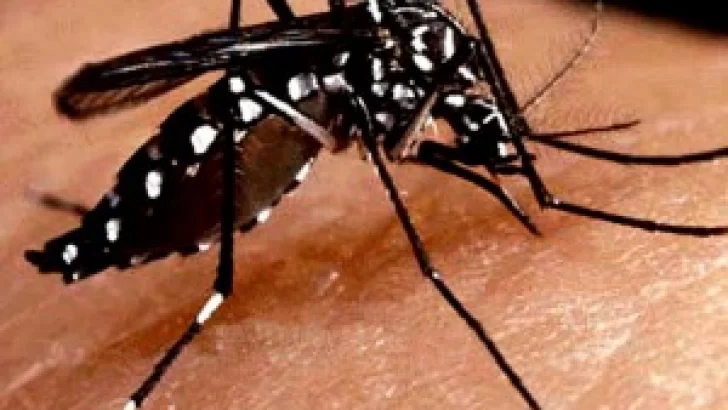 Autóctono: Un hombre contrajo dengue en San Lorenzo