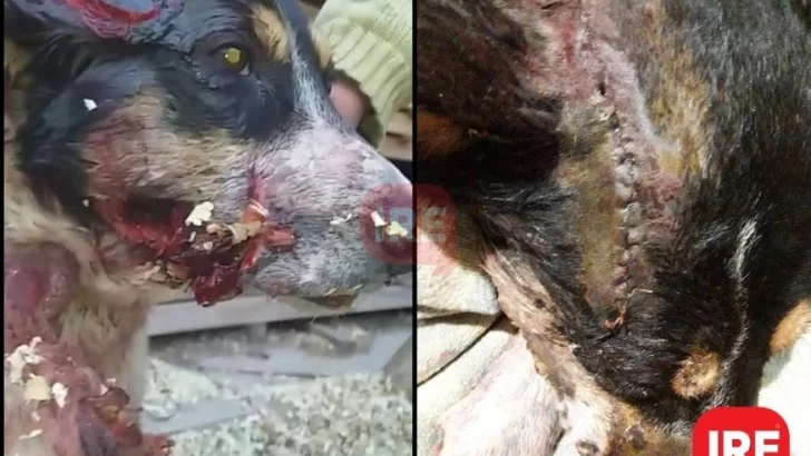 Terrible maltrato animal en Oliveros: El perrito debió ser operado de urgencia