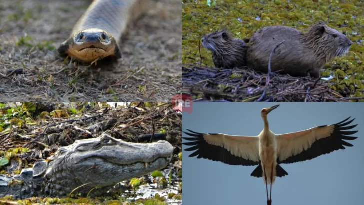 Animales y humedales: “La idea es transmitir en una foto lo que no cuidamos”