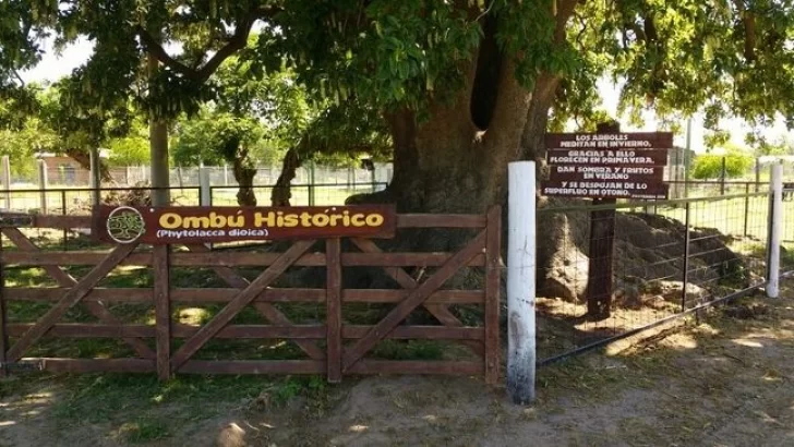 El histórico Ombú fue cercado y protegido por su valor histórico