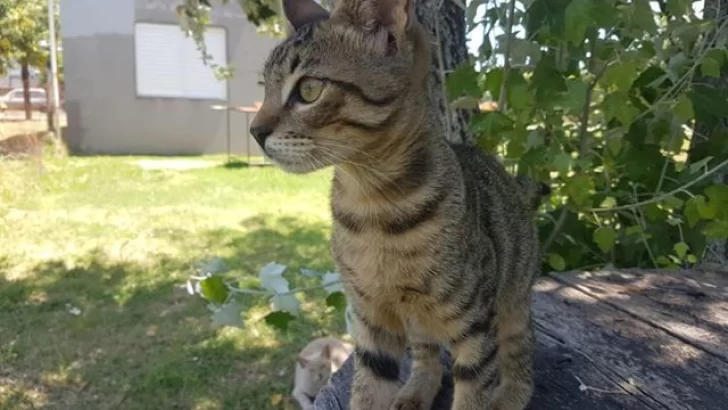 Final feliz: El gatito hallado en la ruta regresó con su familia