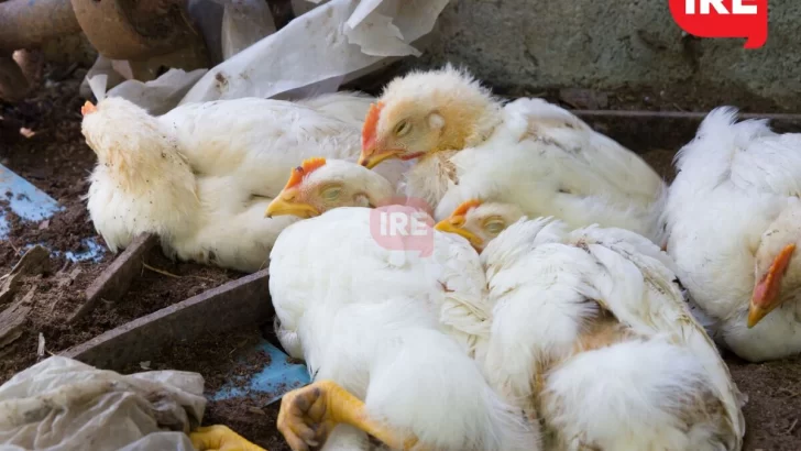 Confirmaron un caso de gripe aviar en Totoras y es el quinto en la provincia