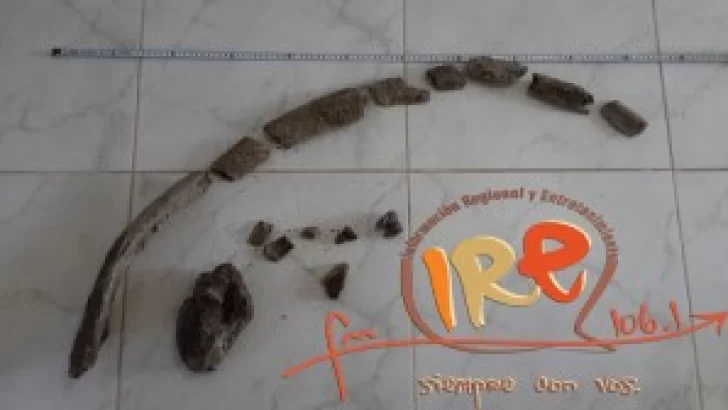 ¿En serio? Se encontraron restos que podrían ser de Mastodonte