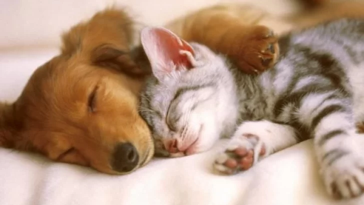 Salud animal: Vacunaciones gratuitas para perros y gatos
