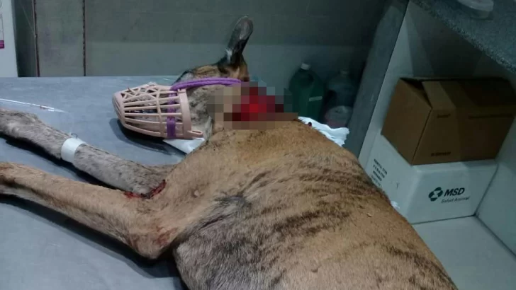 Un vecino de Monje se hará cargo de los gastos veterinarios del perro atacado en Gaboto