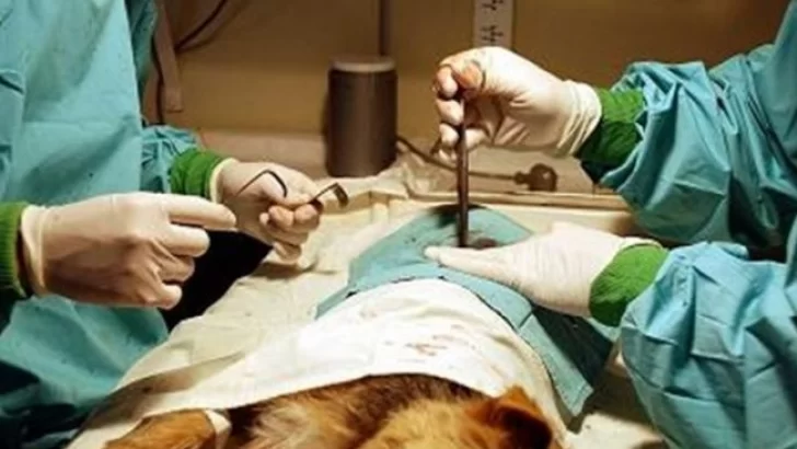 Se operaron 41 mascotas en la sexta castración masiva