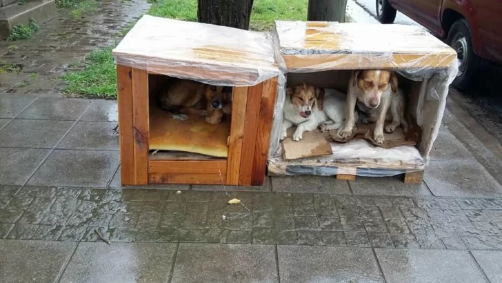 Venta de pastas para construir casitas a los perritos callejeros