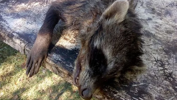 Muy raro: Encontraron tres mapaches muertos en el camino de Puerto Aragón