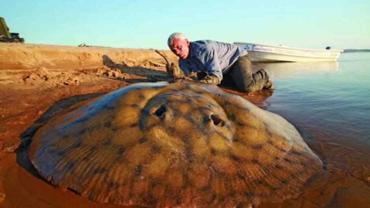 Otra impresionante raya de más de 160 kilos fue pescada en Santa Fe