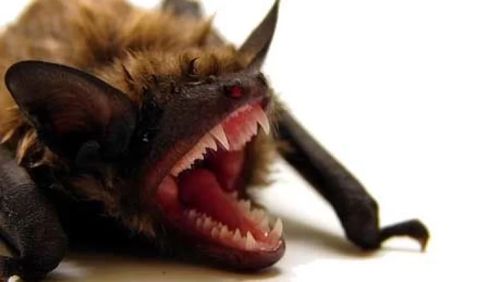 Murciélagos con rabia: cinco casos en el norte de Buenos Aires