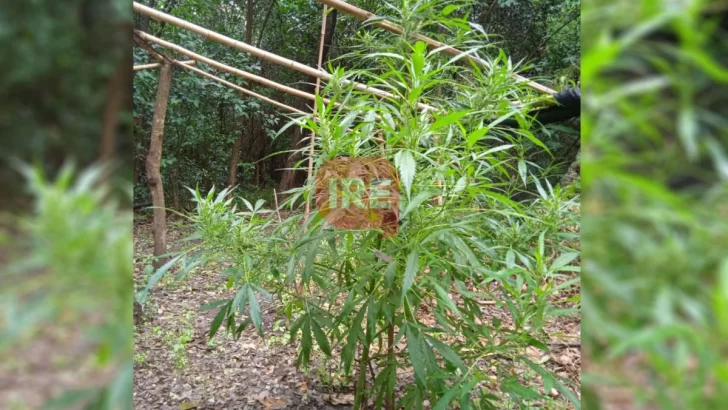 Secuestraron una planta de marihuana de casi dos metros cerca de las viviendas de la colonia
