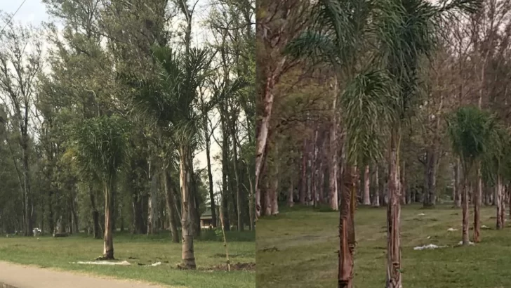 Andino más lindo: Proyectan un nuevo paseo de palmeras lindero a Ruta 10