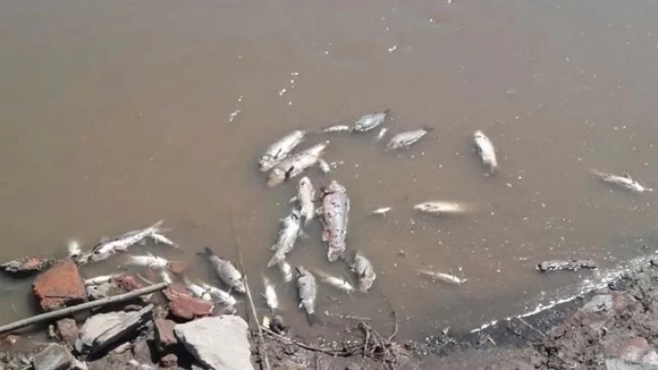 Preocupación por la cantidad de peces muertos en el Carcarañá