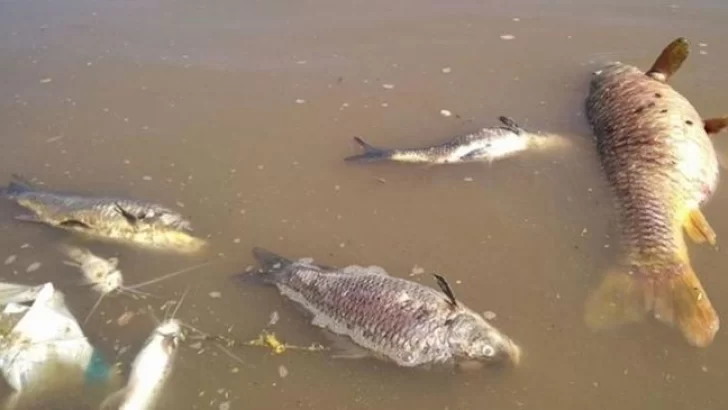 Por la gran mortandad de peces piden que provincia intervenga con urgencia