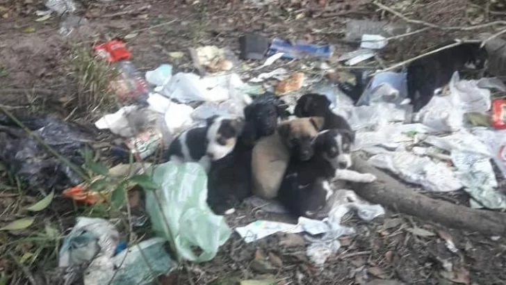 Nueve cachorritos abandonados buscan una familia que los adopte