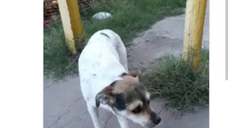 Fuerte indignación: Maltrataron a un perro y lo hicieron viral