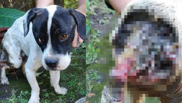 Encontraron un perrito gravemente embichado, lo están curando y busca hogar