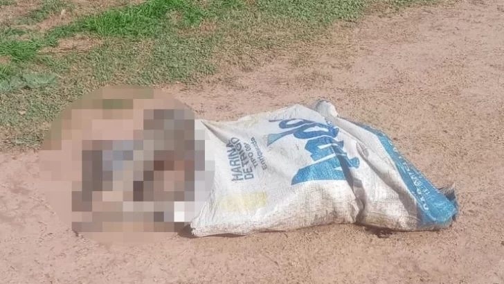 Maltrato animal: Encontraron a un perrito sin vida dentro de una bolsa en Gaboto